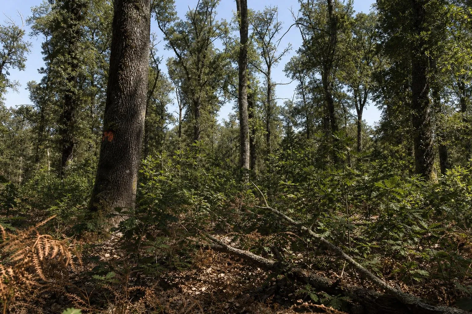 Peuplement de chênes aux houppiers clairsemés au dessus d’une jeune régénération naturelle, en plein été